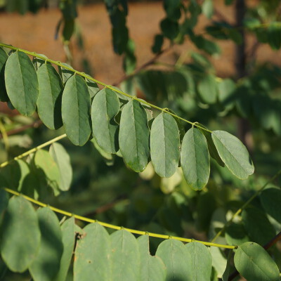 Robinia pseudoacacia 'Appalachia'